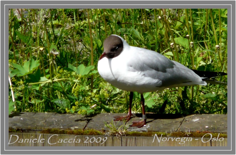 Gabbiano comune Europeo...?